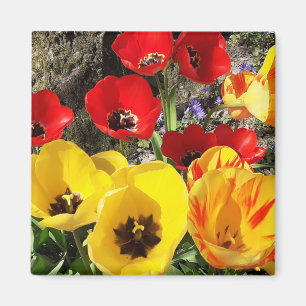 Magnet de tulipes jaunes et rouges