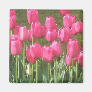 Magnet de tulipes roses