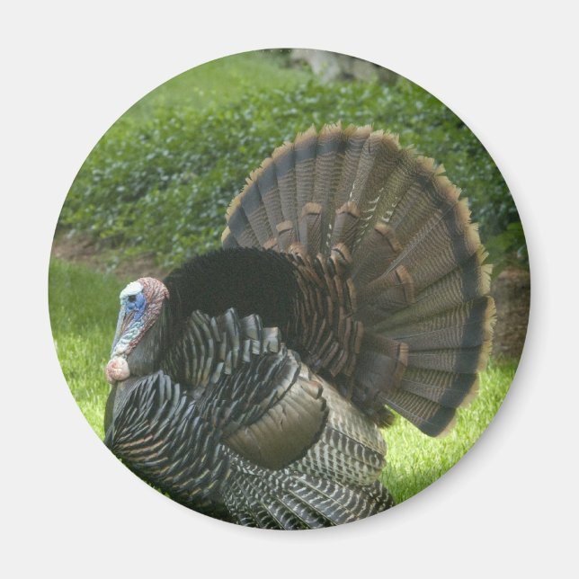 Magnet de Turquie sauvage (Devant)