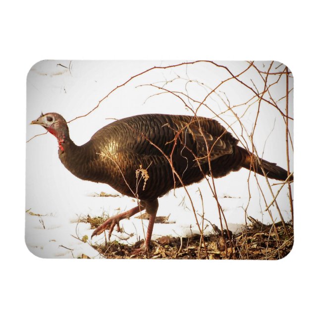 Magnet de Turquie sauvage (Horizontal)