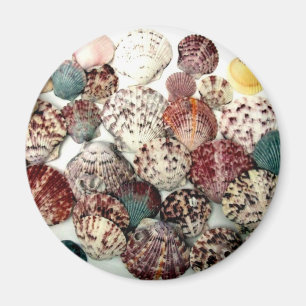 Magnet des coquillages