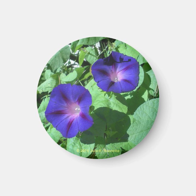 Magnet des glories du matin (Devant)