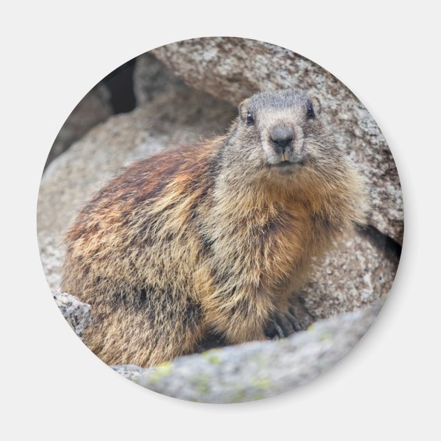 Magnet des marmottes alpines (Devant)