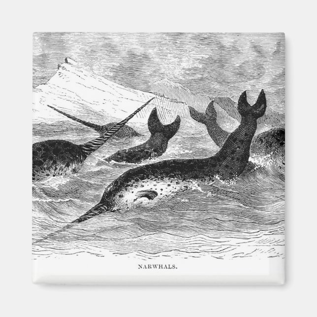 Magnet des Narwhals (Devant)