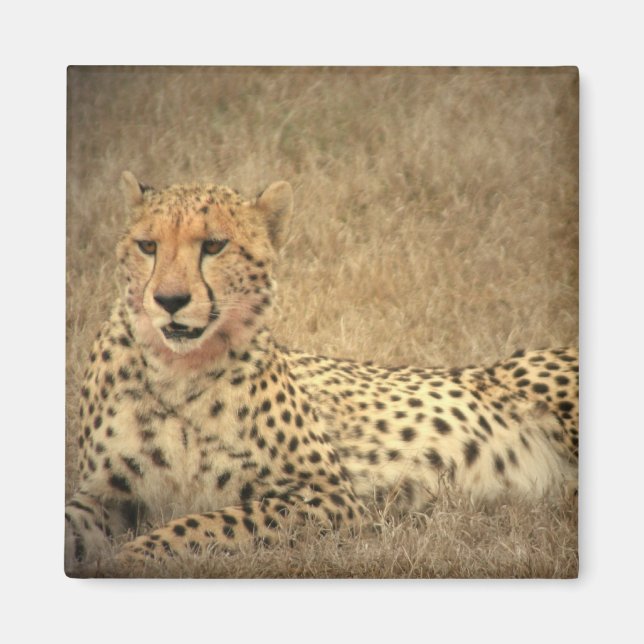 Magnet des points de guépard (Devant)