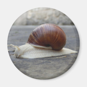 Magnet d'escargot romain