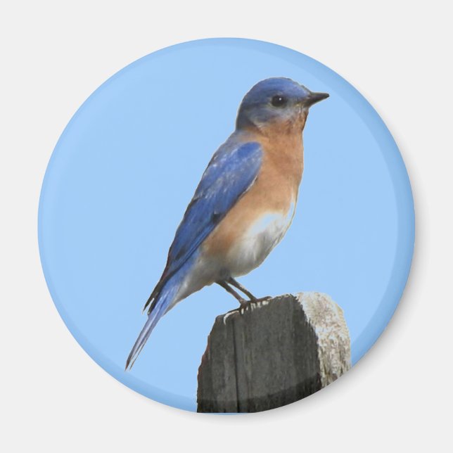 Magnet d'oiseaux bleus de l'Est (Devant)