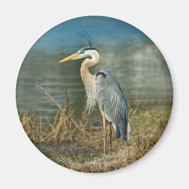 Magnet d'oiseaux du grand héron bleu (Devant)