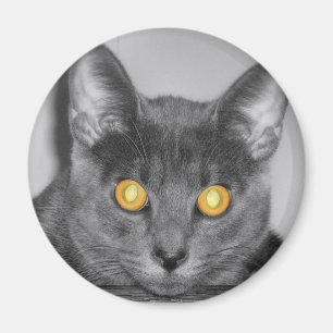 Magnet d'or de Dusky