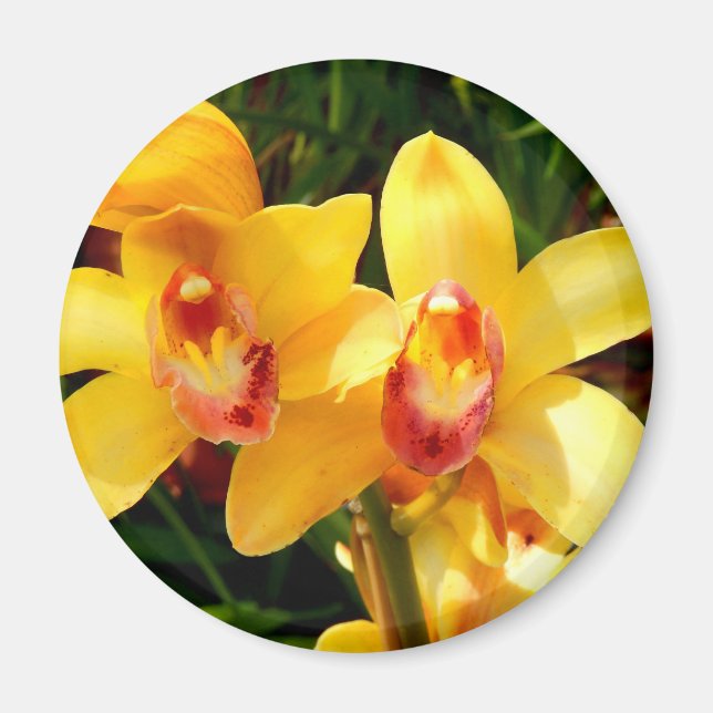 Magnet d'orchidée jaune (Devant)