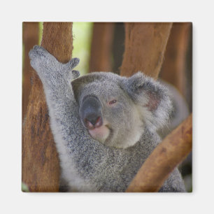 Magnet d'ours adorable Koala