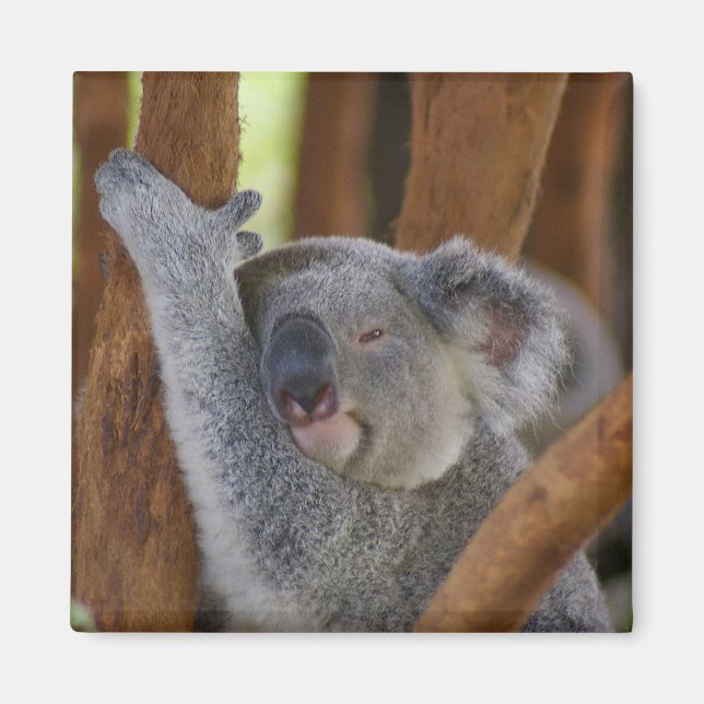 Magnet d'ours adorable Koala (Devant)