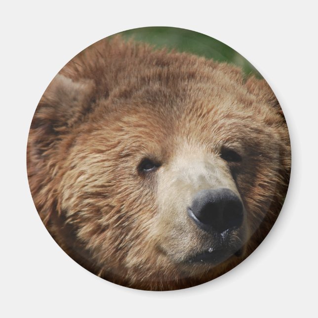Magnet d'ours Brown Kodiak (Devant)