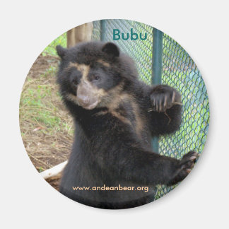 Magnet d'ours des Andes Bubu