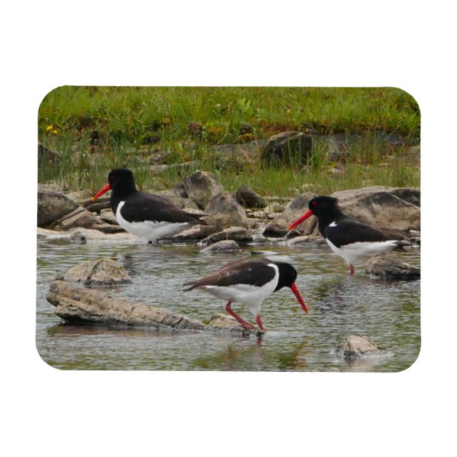 Magnet d'oystercatchers (Horizontal)