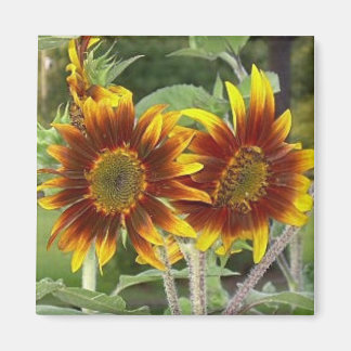 Magnet du duo de tournesol