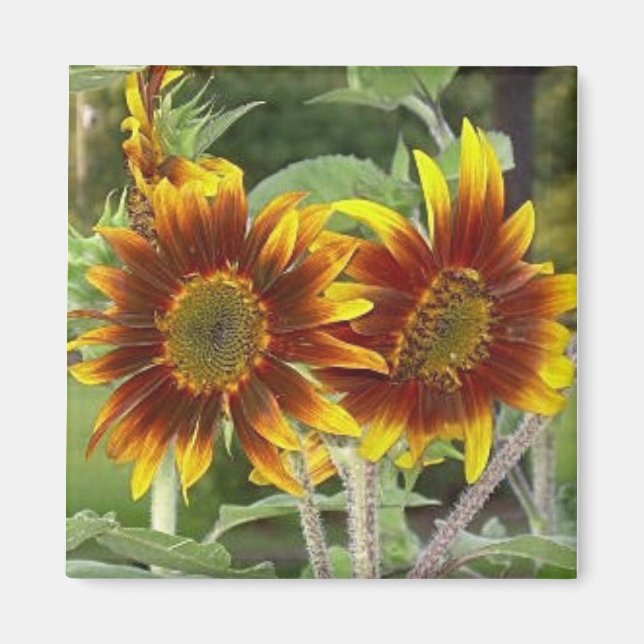Magnet du duo de tournesol (Devant)