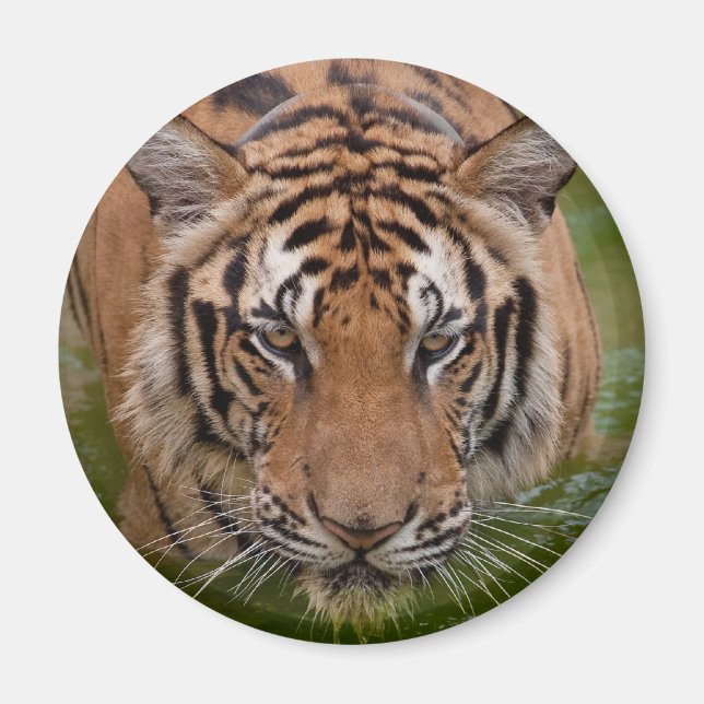 Magnet du réfrigérateur de tigre de Thaïlande (Devant)