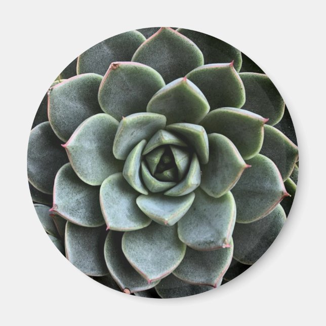 Magnet Echeveria Fabiola (Devant)