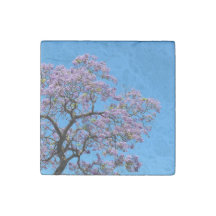 Jacaranda