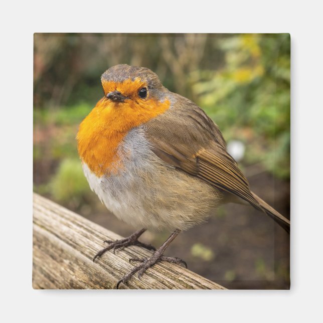 Magnet européen Robin Fridge (Devant)