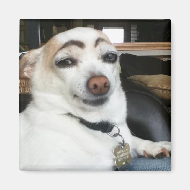 Magnet Eyebrow Dog Meme (Front)