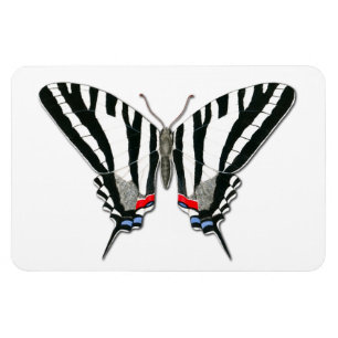 Magnet Flexi de papillon Zebra Swallowtail