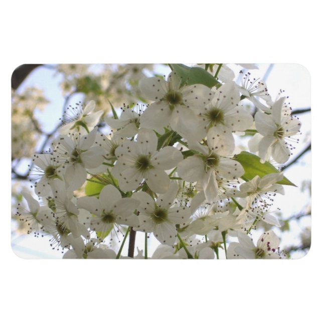 Magnet - Flexi - Fleur Bradford Pear (Horizontal)