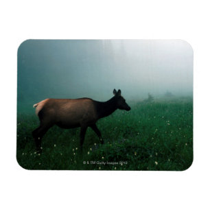 MAGNET FLEXIBLE 24121885