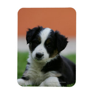 Magnet Flexible 6 semaine vieux border collie