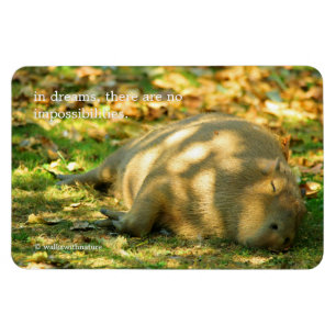 Magnet Flexible A Cute Capybara Dreams in the Summer Sun