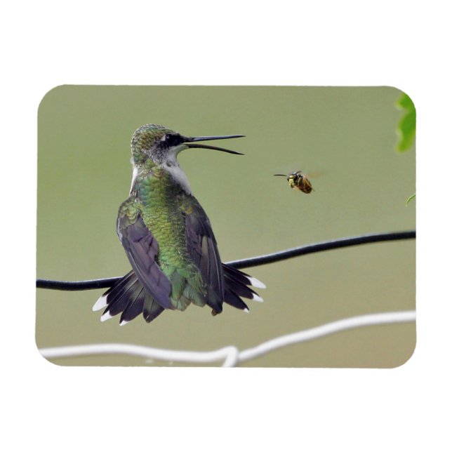 Magnet Flexible Abeille de colibri et de miel (Horizontal)