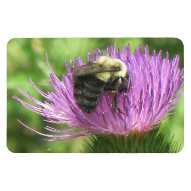 Magnet Flexible Abeille et chardon (Horizontal)