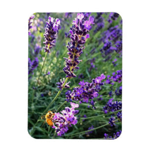 Magnet Flexible Abeille et lavande
