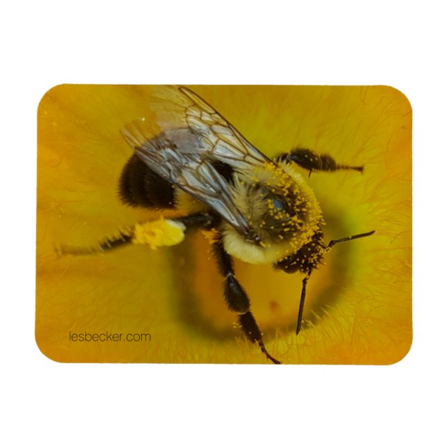 Magnet Flexible Abeille recouverte de pollen (Horizontal)