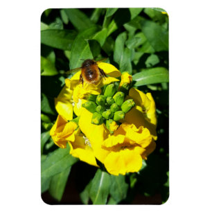 Magnet Flexible Abeille sur Fleurs Jaunes