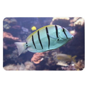 Magnet Flexible Acanthurus triostegus