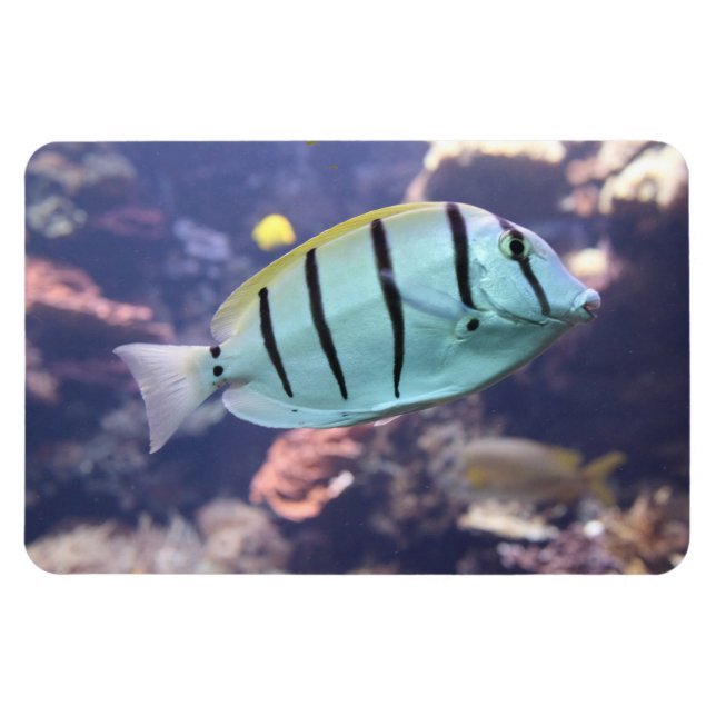 Magnet Flexible Acanthurus triostegus (Horizontal)