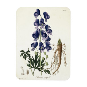 Magnet Flexible Aconitum Napellus de "Phytographie Medicale" par