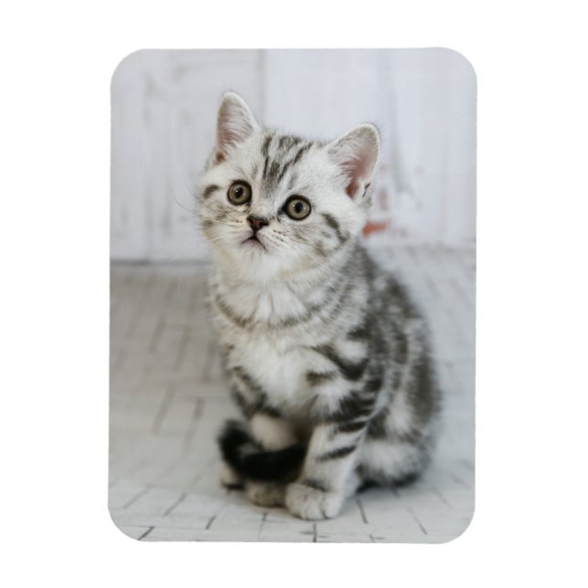Magnet Flexible adorable Kitten blanc et gris (Vertical)