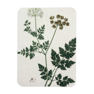 Magnet Flexible Aethusa Cynapium de "Phytographie Medicale" par J