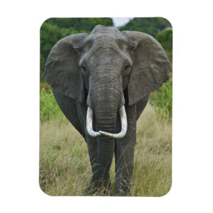 Magnet Flexible African Elephantna loxodonta, Masai Mara Game