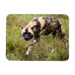 Magnet Flexible African Wild Dog, Madikwe Game