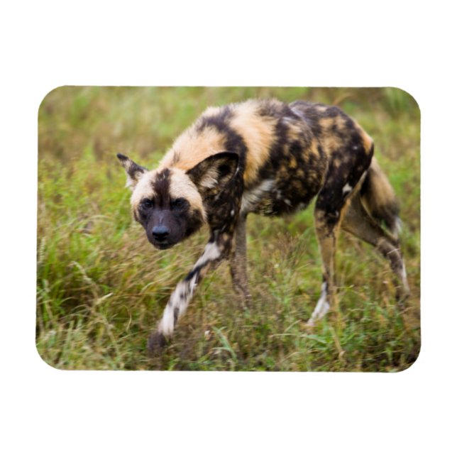 Magnet Flexible African Wild Dog, Madikwe Game (Horizontal)