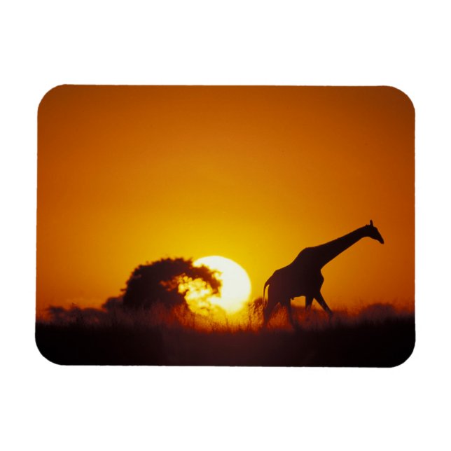 Magnet Flexible Afrique, Botswana, Parc national de Chobe, Giraffe (Horizontal)