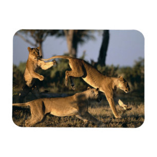 Magnet Flexible Afrique, Botswana, Parc national de Chobe, Lionnes