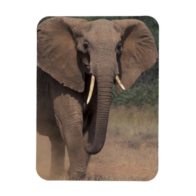 Magnet Flexible Afrique, Kenya, Nanyuki, Mpala. Eléphant africain. (Vertical)