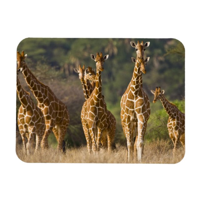 Magnet Flexible Afrique. Kenya. Troupeau de Giraffes Réticulées (Horizontal)