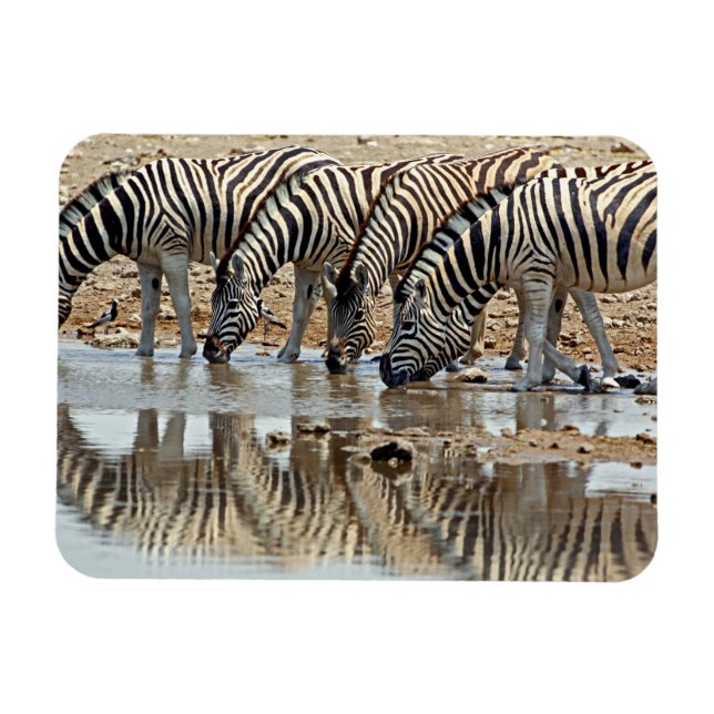 Magnet Flexible Afrique, Namibie, Etosha NP. Zèbre de Burchell (Horizontal)
