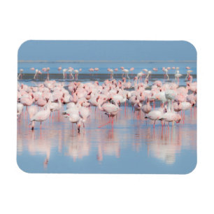 Magnet Flexible Afrique, Namibie, Walvis Bay